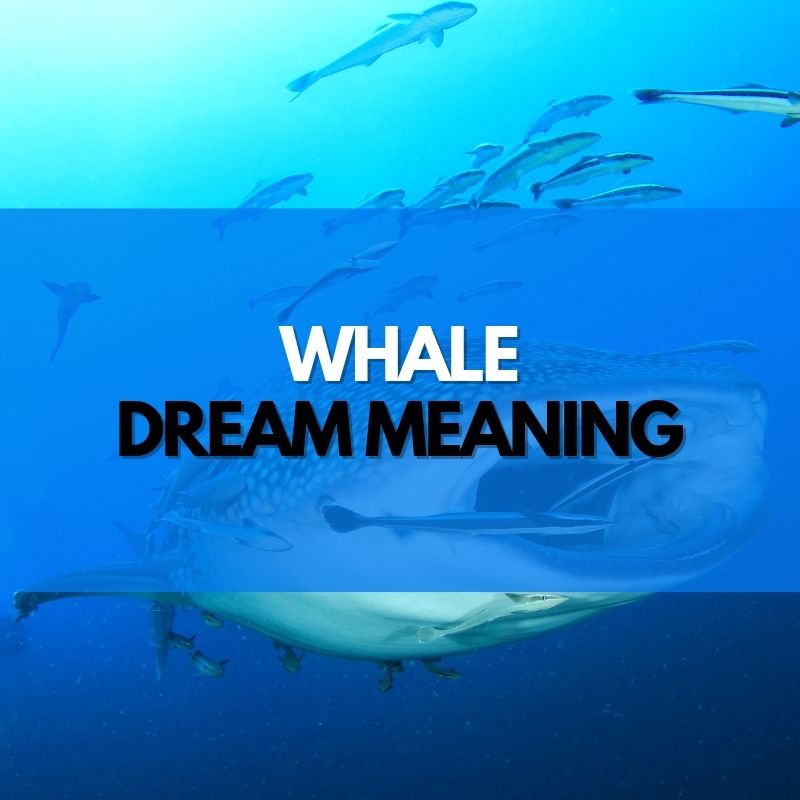 whale dream meaning