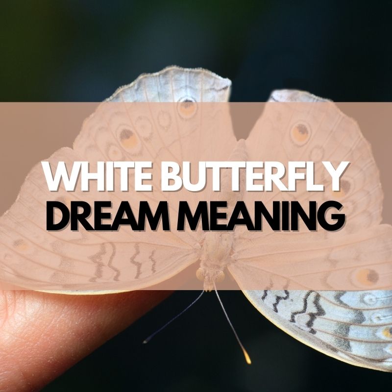 white butterfly dream meaning