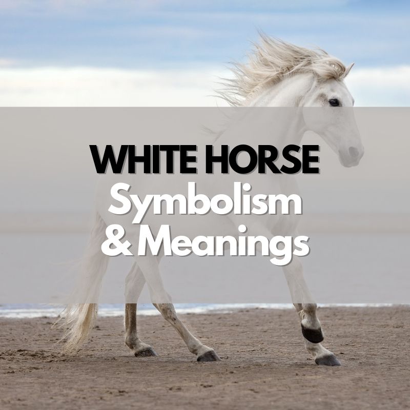 what-does-a-white-horse-symbolize-symbol-genie