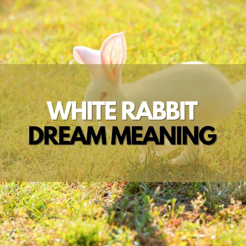 white rabbit dream meaning