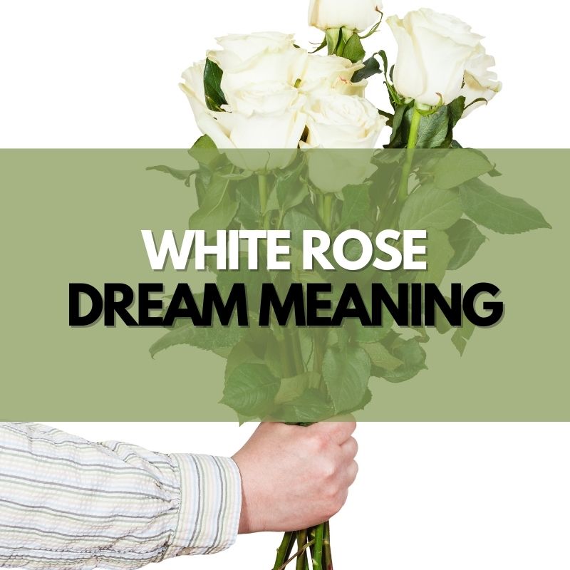 white rose dream meaning