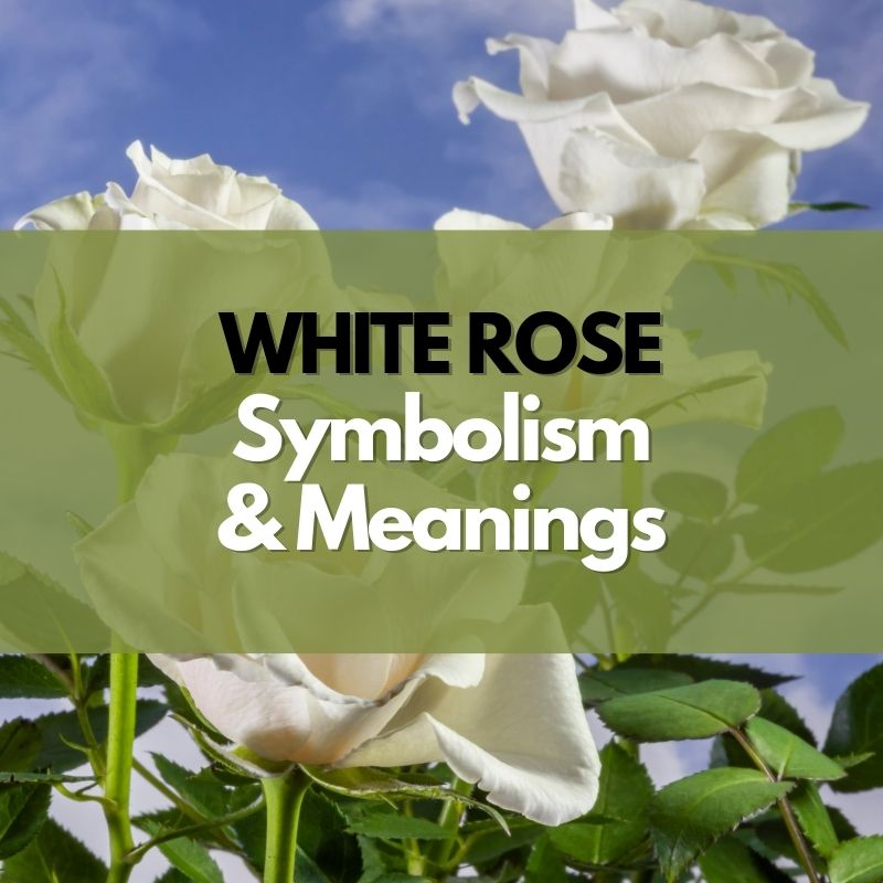 white rose symbolism and meaning