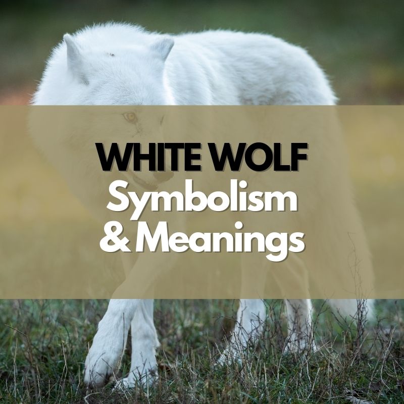white wolf symbolism and meaning
