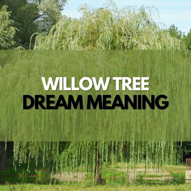 willow tree dream meaning