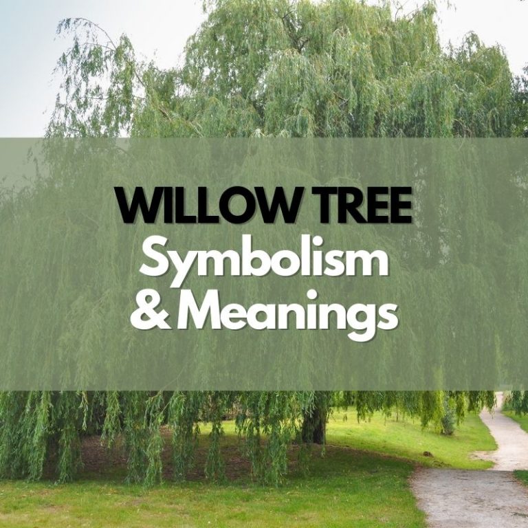 What Does a Willow Tree Symbolize?
