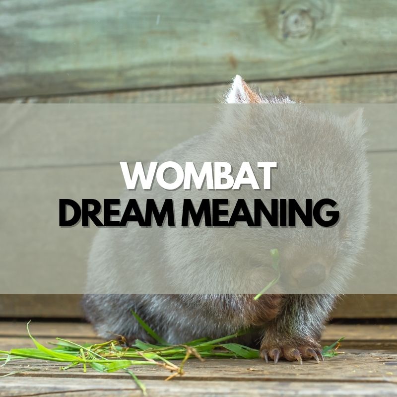 wombat dream meaning