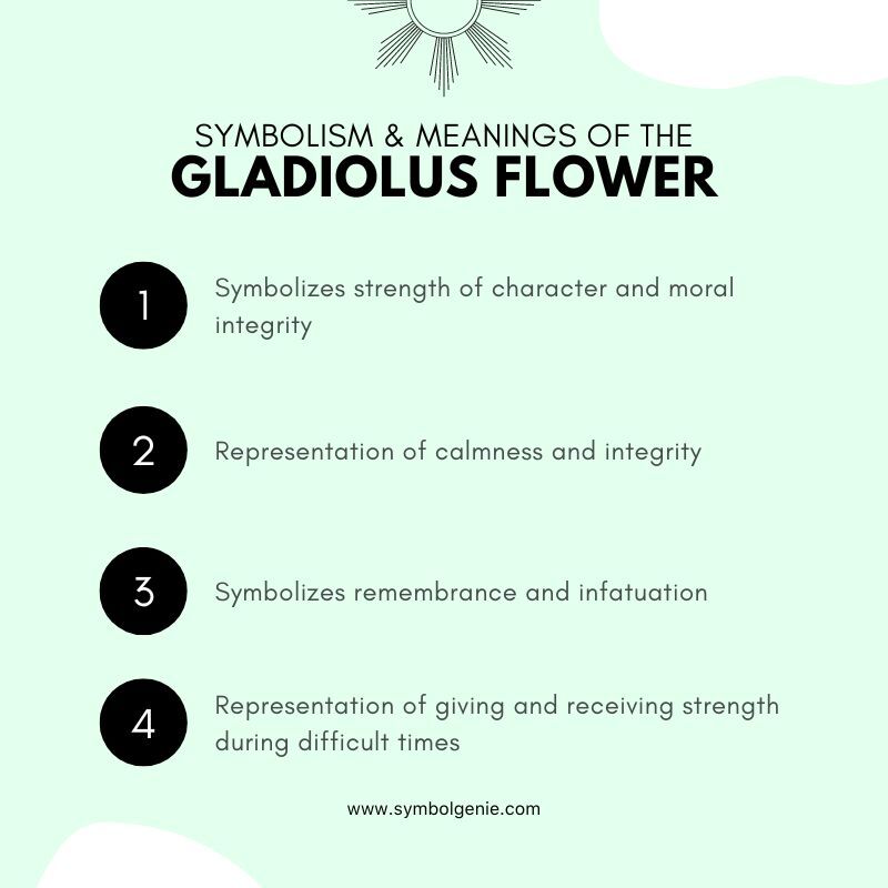 gladiolus flower symbolism