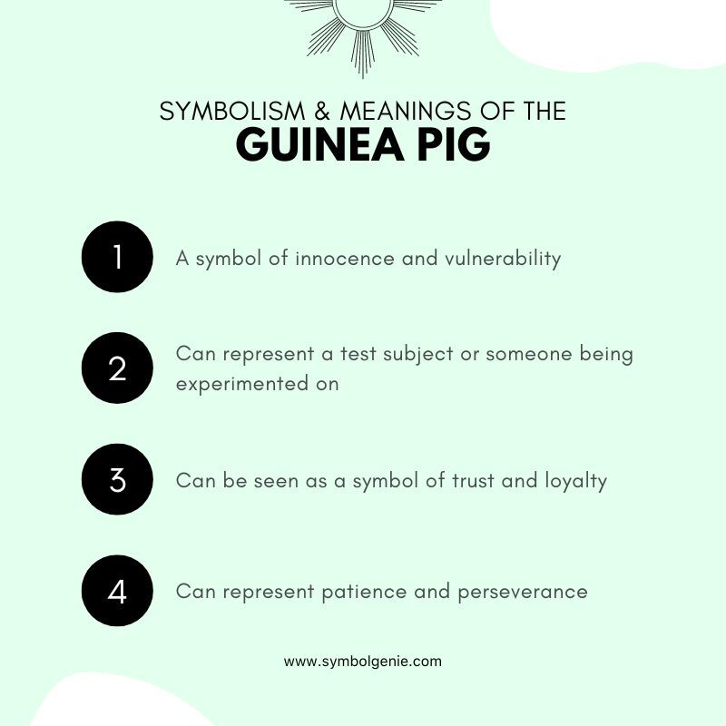 guinea pig symbolism