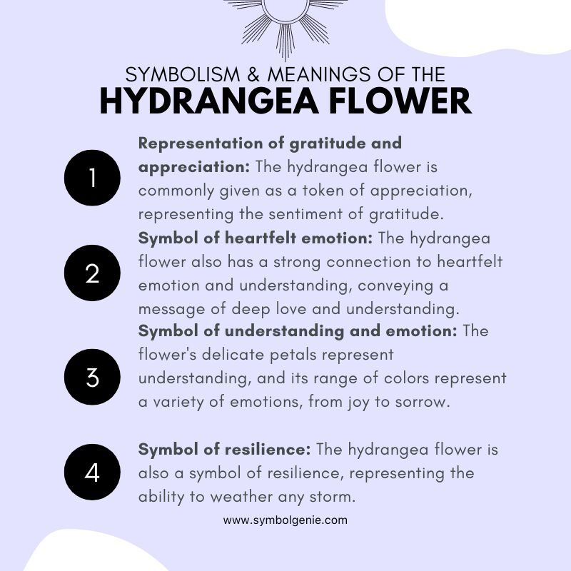 hydrangea flower symbolism